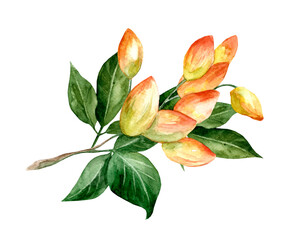 Pistachio tree branch with fruits on a white background, watercolor illustration