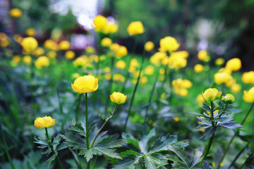 Fototapeta premium Plants and flowers macro. Detail of petals and leaves at sunset. Natural nature background.