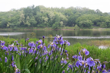 wetland and irises