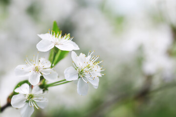 White flowers on a green bush. Spring cherry apple blossom. The white rose is blooming.