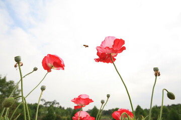 Obraz premium poppies and a honeybee