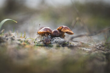 Naklejka na ściany i meble Close up of Mushrooms in the bush in Tasmania, Australia. in the forest