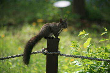 Squirrel