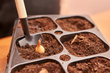Onions are planted in a tray. The concept of gardening and horticulture.