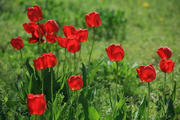 tulips in the meadow