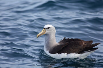 Fototapeta na wymiar Close up view of an adult Salvin's albatross or Salvin's mollymawk - Thalassarche salvini - swimming in the South Pacific Ocean, with blue sea background, near Stewart Island, New Zealand