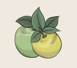 Hand drawn green apples isolated on white background. Vintage vector illustration. - 575288744