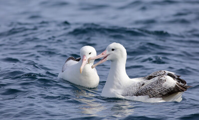 Close up view of a pair of adult Southern Royal Albatross (Diomedea epomophora) swimming in the South Pacific Ocean, with blue sea background; near Stewart Island, New Zealand