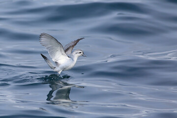 A Fairy Prion - Pachyptila turtur - taking off over the sea, like dancing on the surface of the water; near Stewart Island, New Zealand