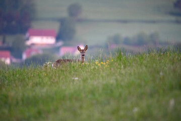 Weibliches Rotwild (Ricke, Reh) am Morgen auf einer Wiese beim Dorf Asbach, in er Nähe der Stadt Schmalkalden im Thüringer Wald