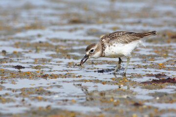 Very rare Southern New Zealand dotterel (non-breeding plumage) - Charadrius obscurus - endemic to New Zealand - catching a crab on muddy shore of a lagoon, in Southland, New  Zealand