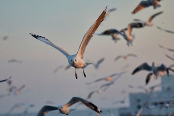 Close up shot of seagull flying toward perspective at dawn.