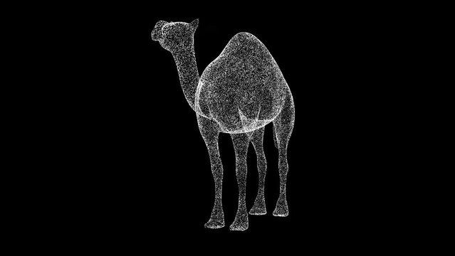 3D Camel Rotates On Black Bg. Object Dissolved White Flickering Particles 60 FPS. Business Advertising Backdrop. Science Concept. For Title, Text, Presentation. 3D Animation.