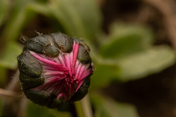 red poppy flower