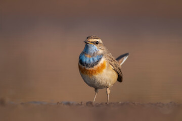 Bluethroat, Luscinia Svecica  