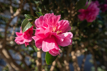 秋の陽光を浴びて鮮やかなピンクで咲くサザンカ