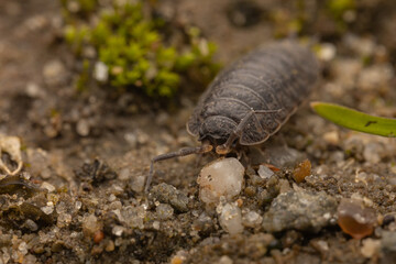 a beetle