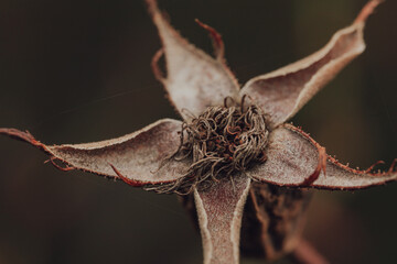 dry wild rose flower