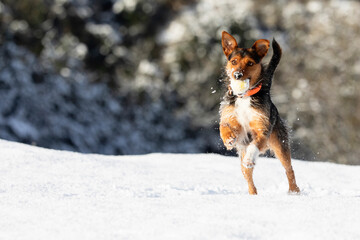 black and brown bodeguero puppy playing with his ball in the snow. Natural winter landscape with space for copy. horizontal portrait.