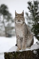 Fotobehang The lynx sat on the lookout and looks around. © Martin