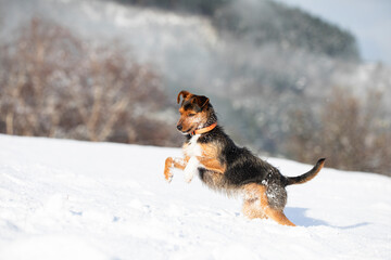 black and brown bodeguero puppy jumping in a snowy field with mountains in the background. winter scenery, space for copy