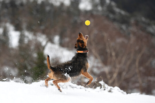 black and brown bodeguero puppy jumping for his yellow ball in a snowy field with mountains in the background. snowy winter landscapes