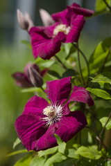 Clematis flowers in a garden - 575292598