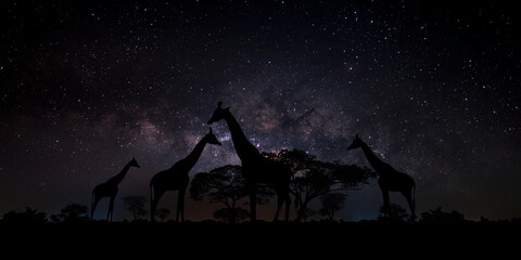 Panorama Silhouette tree in Africa, Milky way with stars. Giraffe family with Dark tree on open...