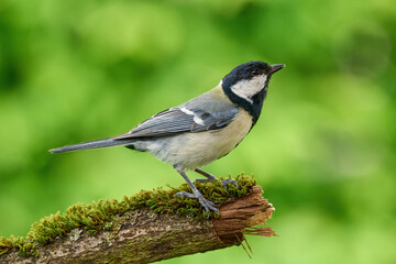 great tit