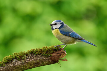 bird on a branch