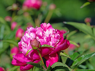 Blühende rote Pfingstrosen, Paeonia, im Garten