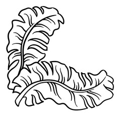 Banana leaves decorative elements for banner design, greeting card, holiday poster. Hand drawn illustration, botanical summer vacation theme. Nature ecological, romantic garden. relaxing spa.