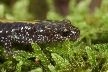 Closeup on a juveile North American Longtoed salamander, Ambystoma macrodactylum