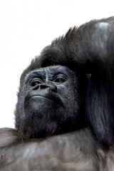 gorilla with white background in a resting position after a long day of work. Relax and rest concept