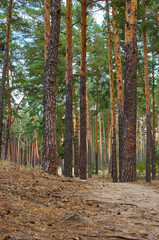 path in a pine forest, landscape