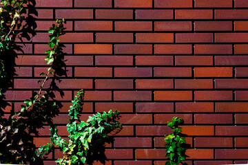 植物の這うレンガの壁(コピースペースあり)・Plant crawling brick wall