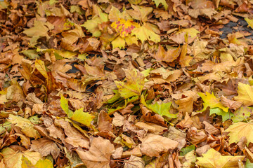 Dry autumn leaves on the ground.