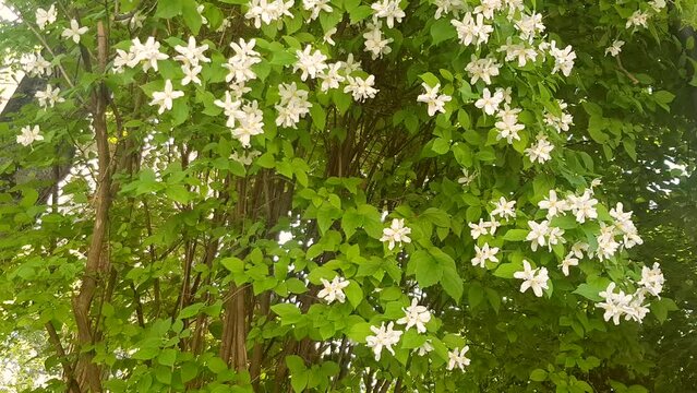 4k video, white jasmine flowers on a tall bush on a sunny summer day