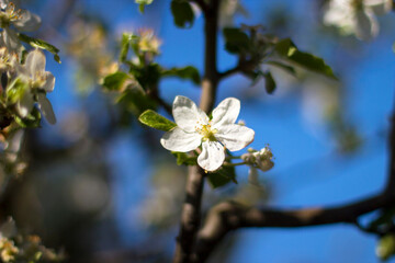 Flower of apple and buds close up on blurred background.