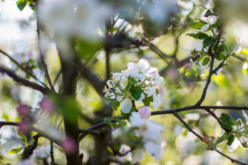 Flower of apple and buds close up on blurred background.