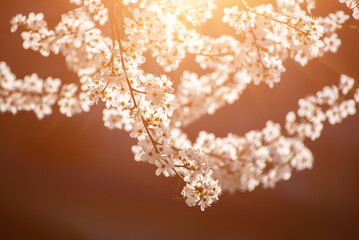 Apricot tree blossoms