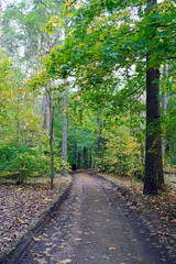 A dirt road goes into the distance in the forest.. Autumn. Tall trees and fallen leaves.