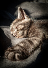 śpiący kotek ,spokój ,relaks - obrazy, fototapety, plakaty