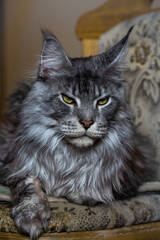 Silver Maine Coon cat. Portrait of a cat. Pet care. Veterinary.
