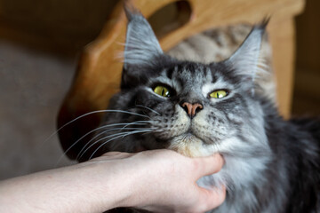 The owner is stroking a Maine Coon cat. Portrait of a cat. Pet care. Veterinary.