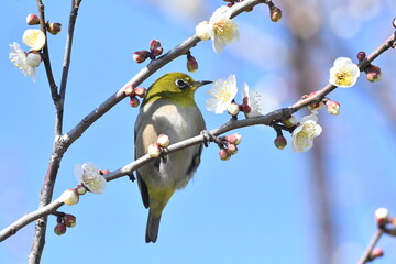 佐布里池梅林　梅の花とメジロ
