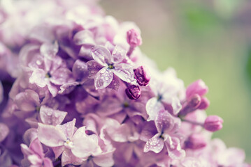 Lilac flowers macro