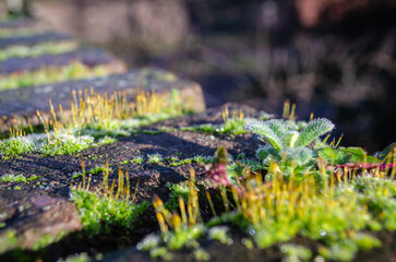 Petrovaradin fortress in winter without snow. Moss on the wall of the Petrovaradin fortress, basked in the morning winter sun.
