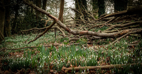 Przebiśniegi ,Kearsney Abbey Gardens