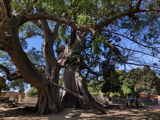 big baobab tree